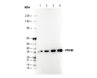 PDHB Antibody