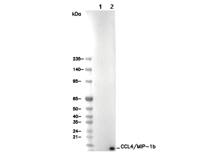 CCL4/MIP-1β Antibody