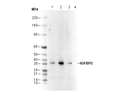 IGFBP2 Antibody