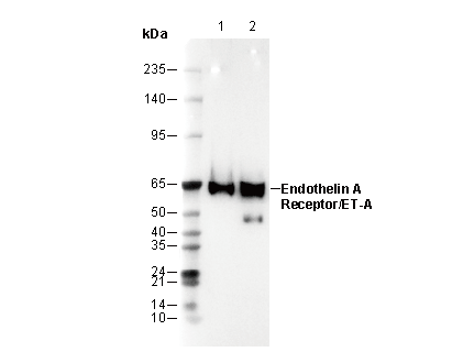 Endothelin A Receptor/ET-A Antibody