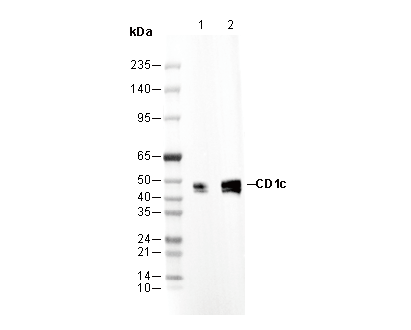 CD1c Antibody
