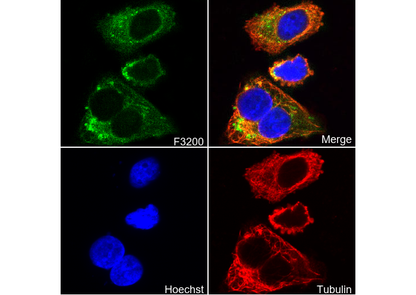 FMO3 Antibody
