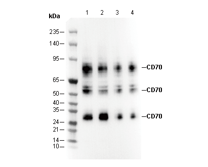 CD70 Antibody