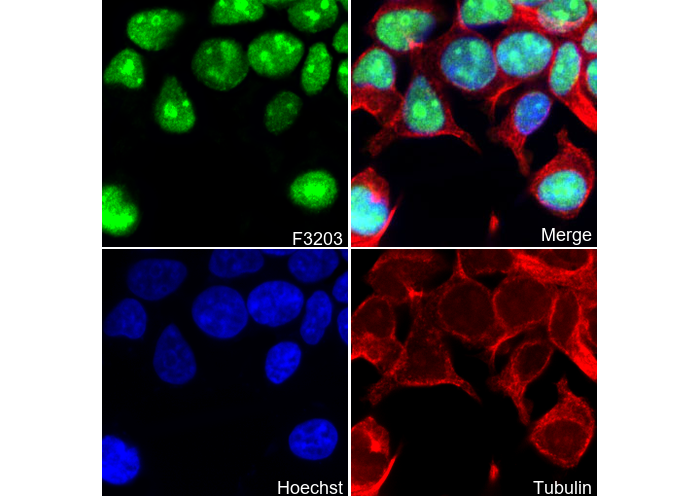 DEK Antibody