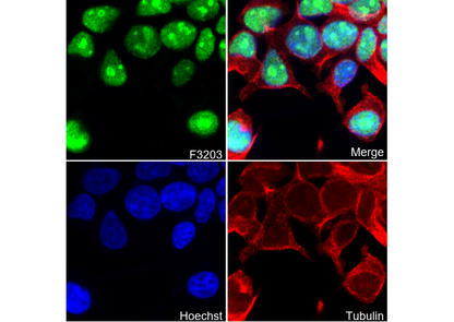 DEK Antibody