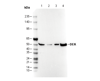 DEK Antibody