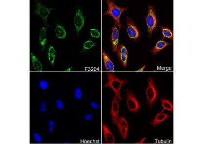 HADHA Antibody