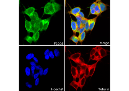δ Opioid Receptor Antibody