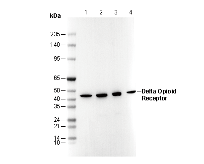 δ Opioid Receptor Antibody