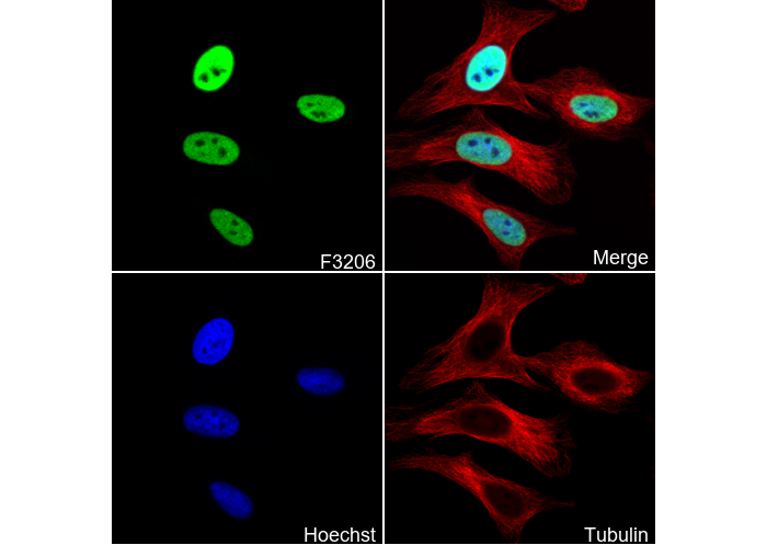 Phospho-MCM2 (Ser53) Antibody