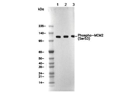 Phospho-MCM2 (Ser53) Antibody