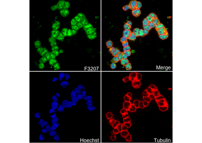 MASH1/Achaete-scute homolog 1 Antibody