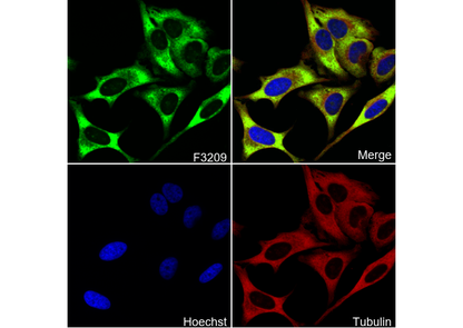 RPS24 Antibody