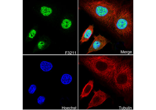 SRSF3 Antibody