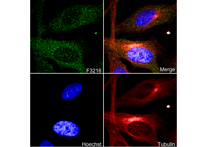 Calcineurin A Antibody