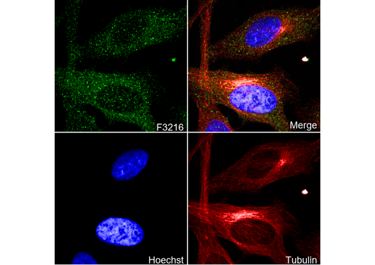 Calcineurin A Antibody
