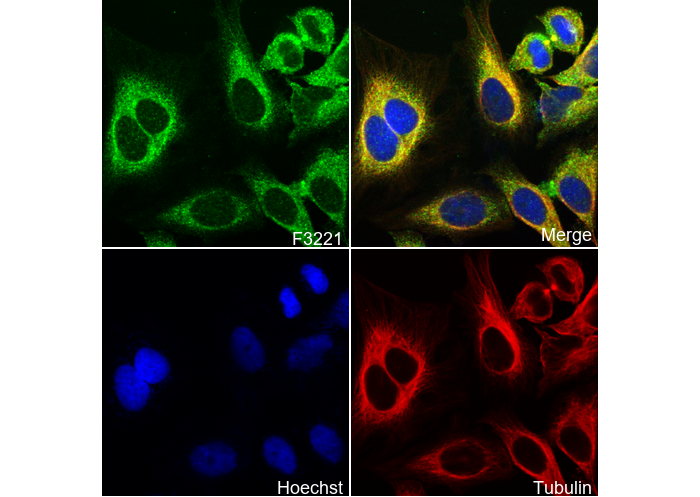 GIV Antibody