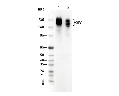 GIV Antibody