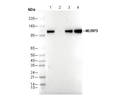 NLRP3 Antibody
