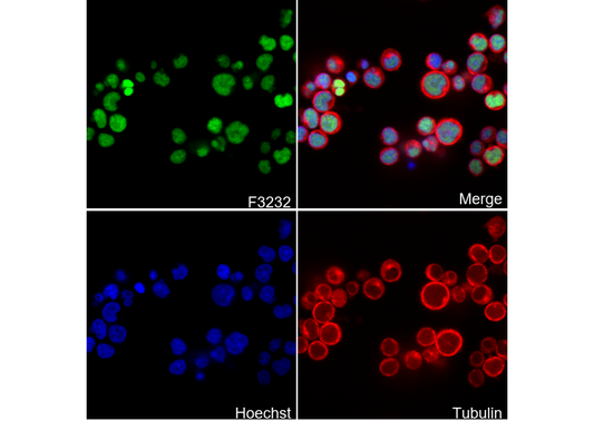 LEF1 Antibody