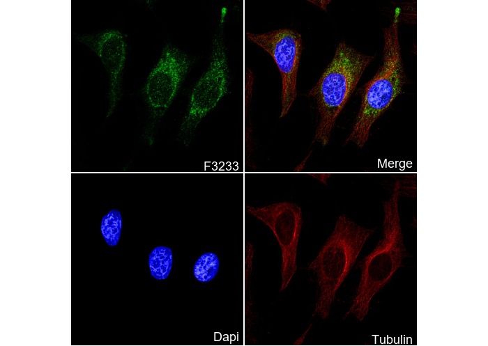 Bad Antibody