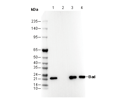 Bad Antibody