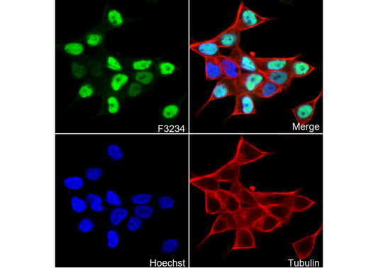 Androgen Receptor Antibody