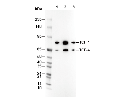 TCF4/TCF7L2 Antibody