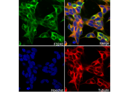 PDGFR α Antibody