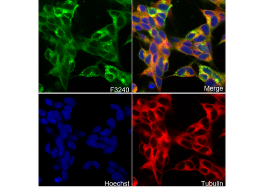 PDGFR α Antibody