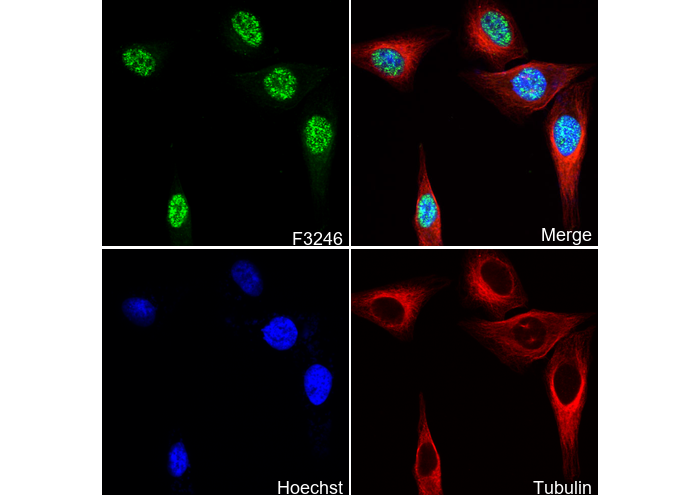 Dnmt1 Antibody