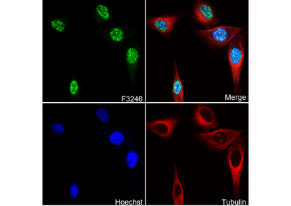 Dnmt1 Antibody