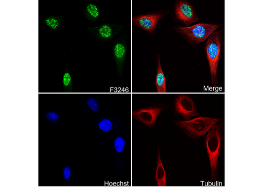 Dnmt1 Antibody