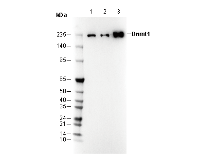 Dnmt1 Antibody