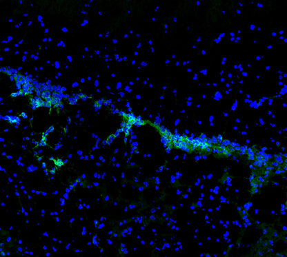 TrkB Antibody