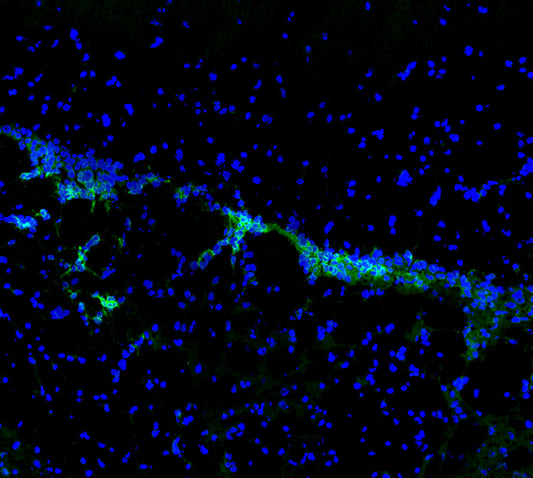 TrkB Antibody
