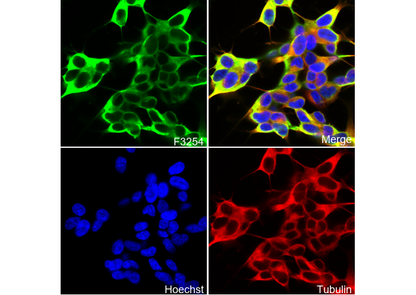 βIII-Tubulin Antibody