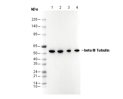 βIII-Tubulin Antibody
