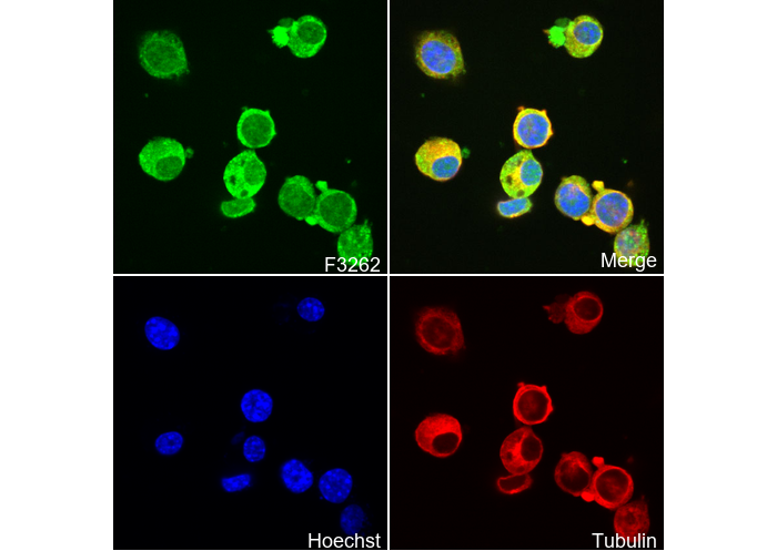 Synapsin I - Synaptic Marker Antibody