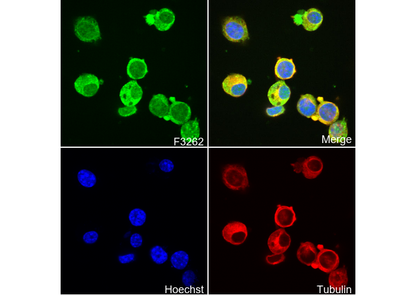 Synapsin I - Synaptic Marker Antibody