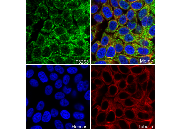 Insulin Antibody