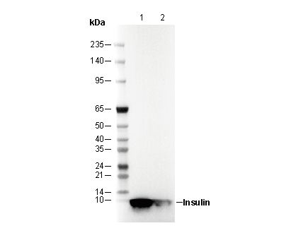 Insulin Antibody