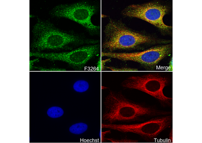 PLK1 Antibody