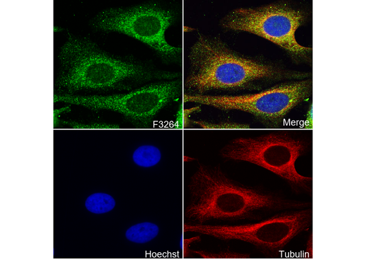 PLK1 Antibody