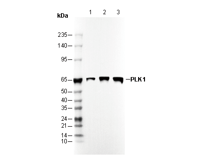 PLK1 Antibody