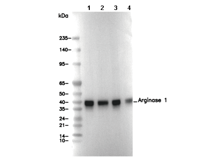 Arginase 1 Antibody