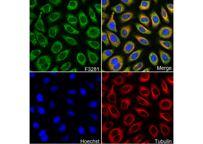 Arc Antibody
