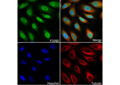 Phospho-Raf1 (Ser259) Antibody