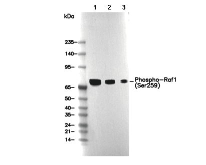 Phospho-Raf1 (Ser259) Antibody