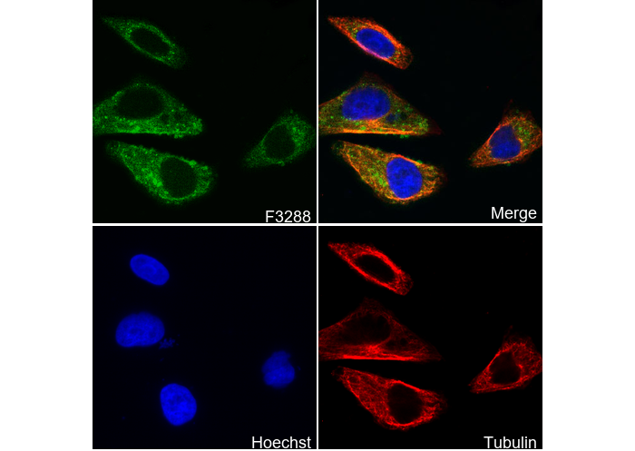 RPL8 Antibody